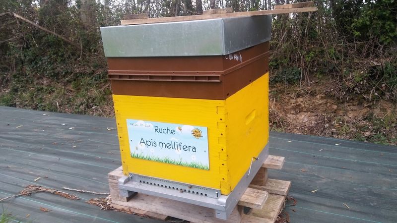 La ruche Apis mellifera