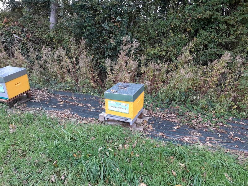 La ruche Apis mellifera