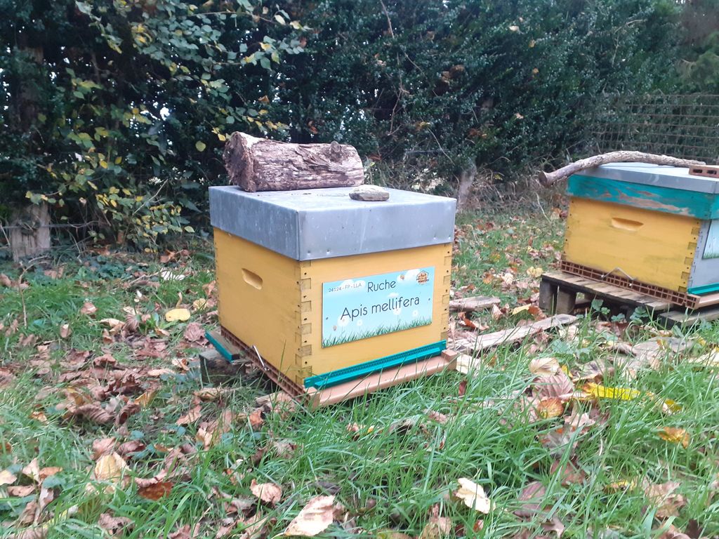 La ruche Apis mellifera