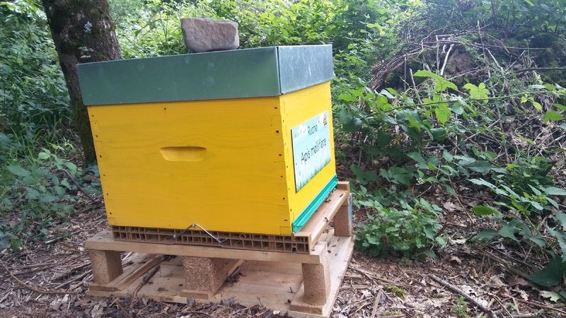 La ruche Apis mellifera