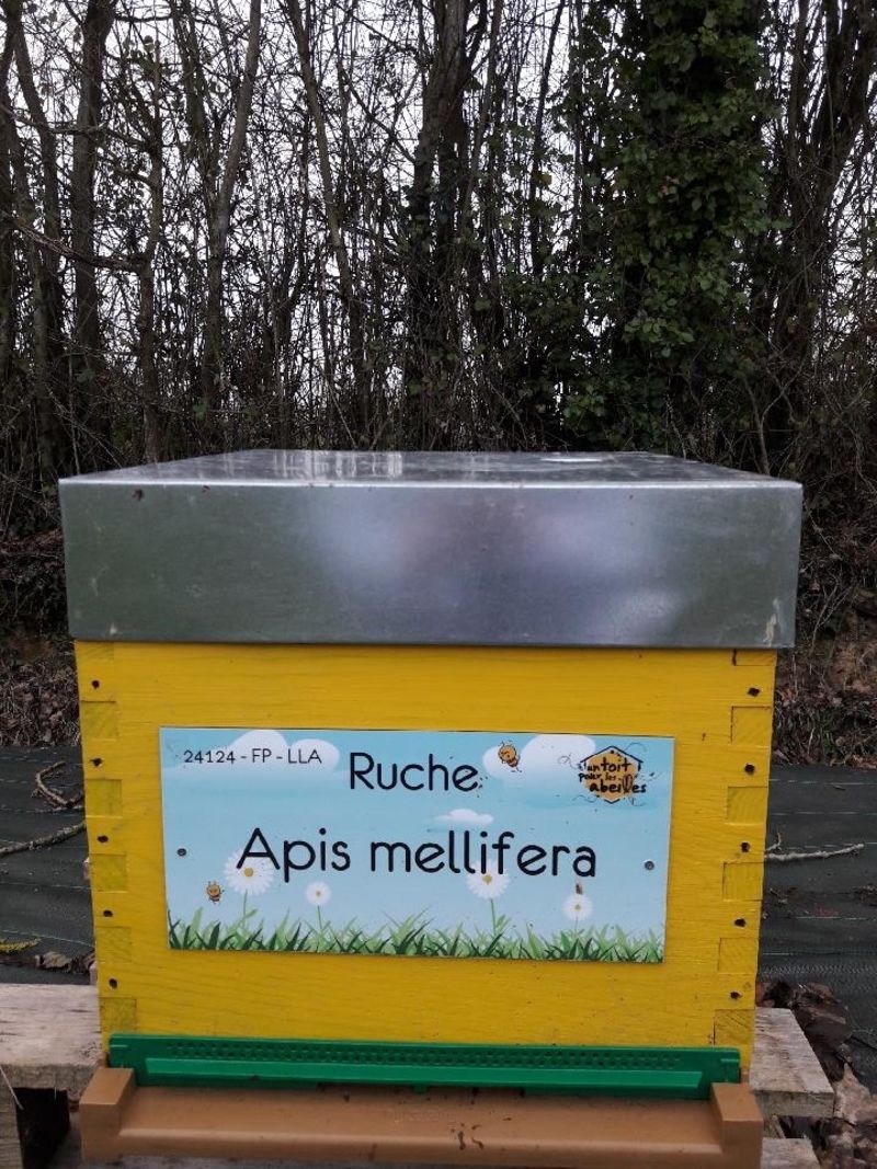 La ruche Apis mellifera