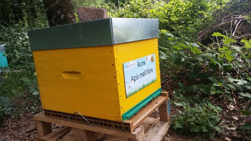 La ruche Apis mellifera