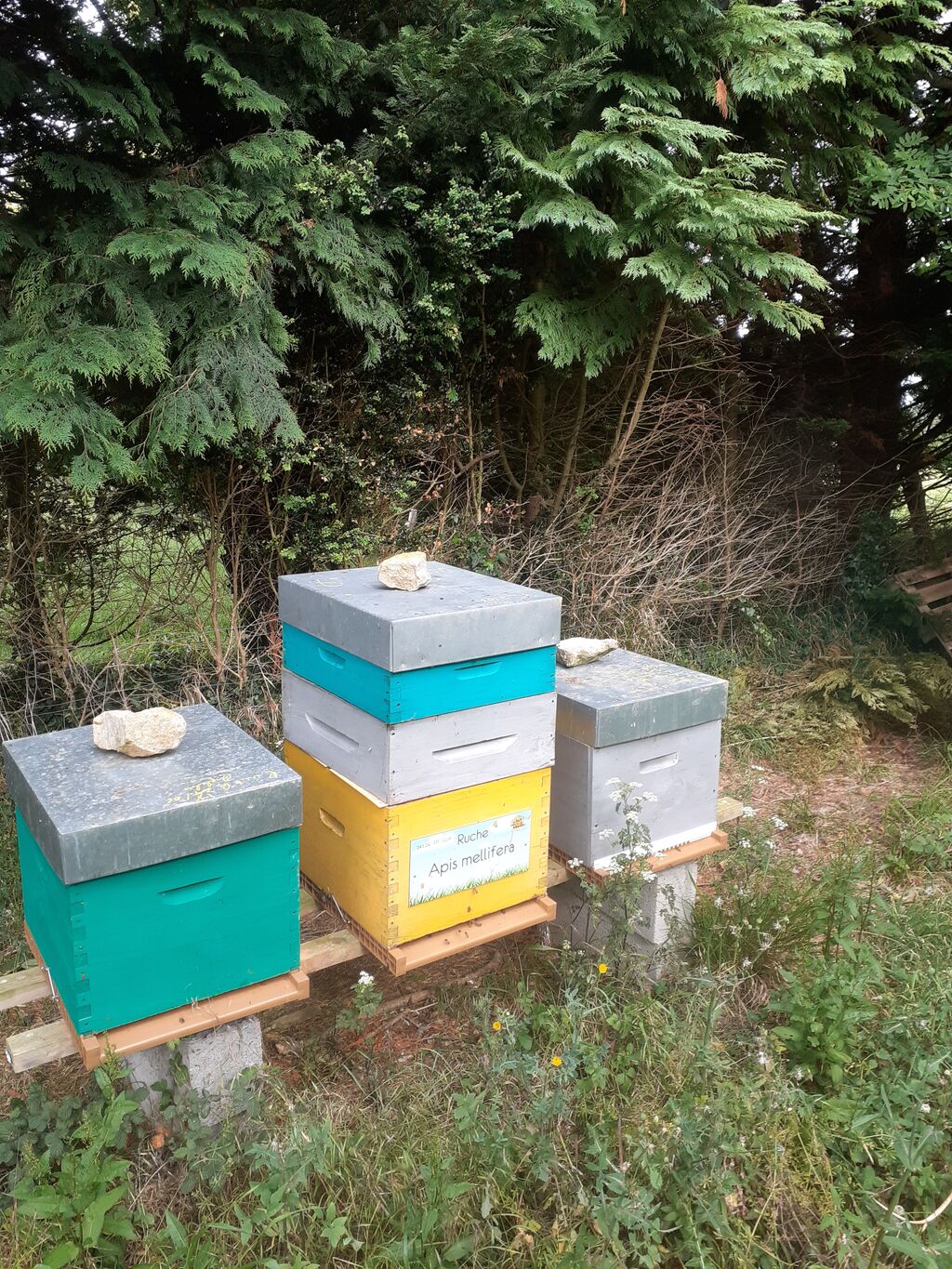 La ruche Apis mellifera