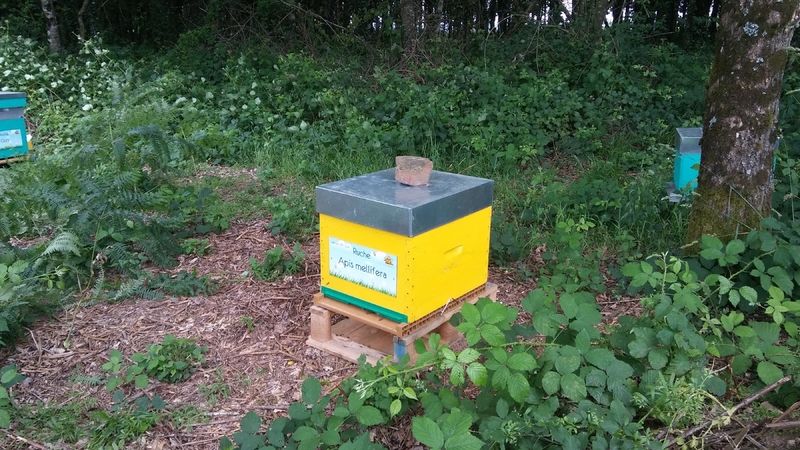 La ruche Apis mellifera