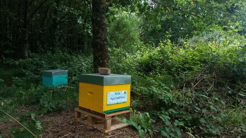 La ruche Apis mellifera