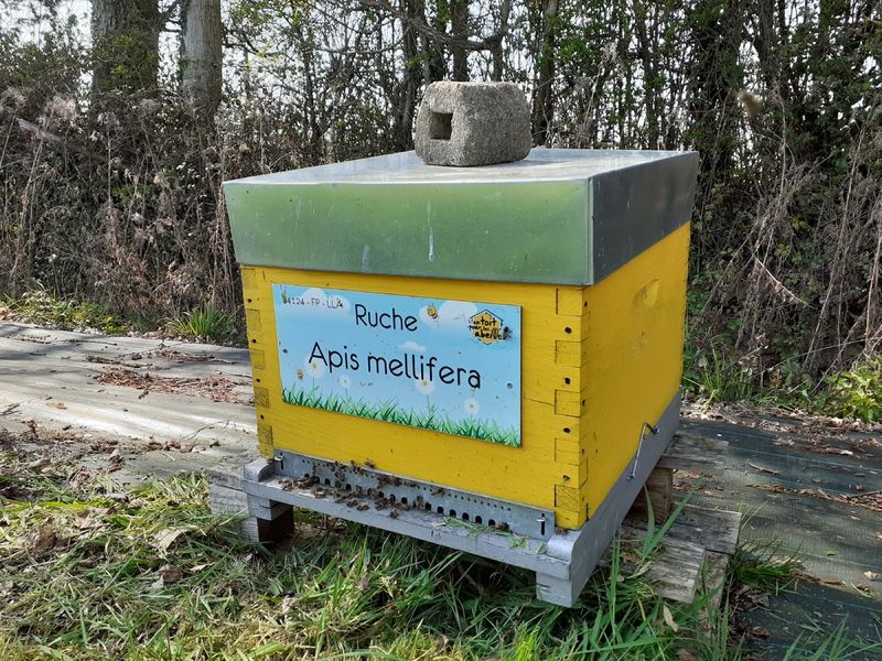 La ruche Apis mellifera