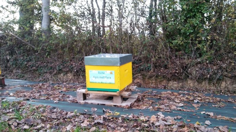 La ruche Apis mellifera