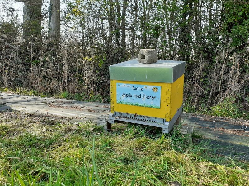 La ruche Apis mellifera