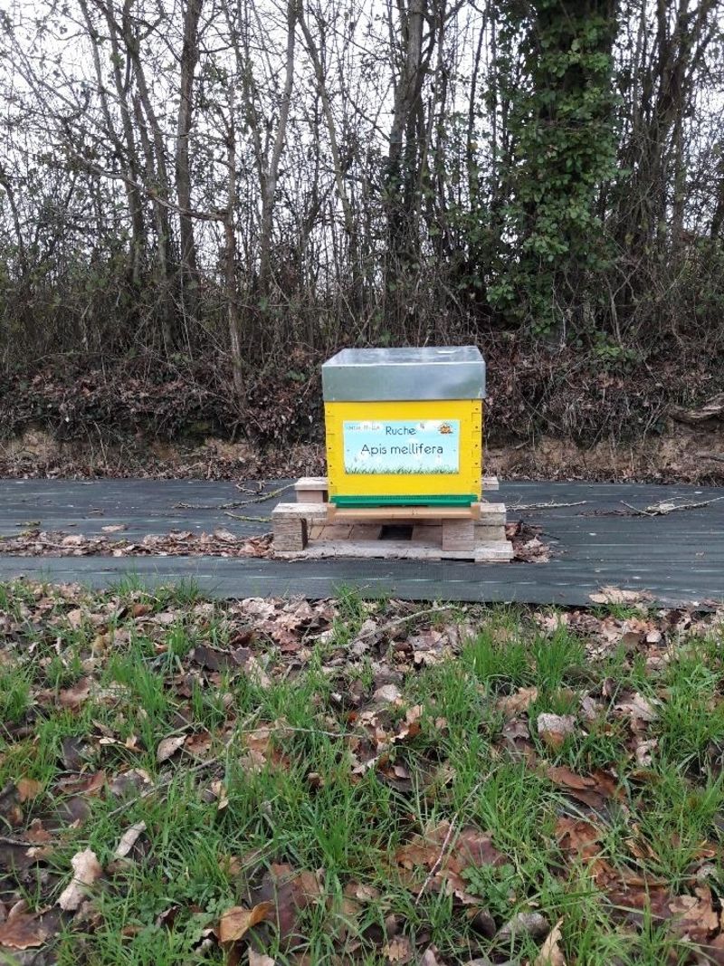 La ruche Apis mellifera