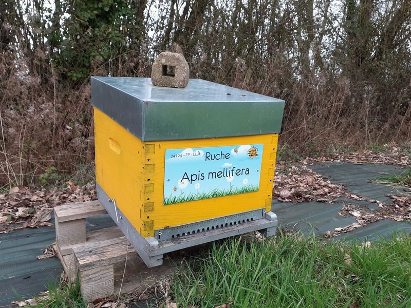 La ruche Apis mellifera