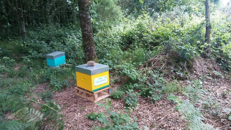 La ruche Apis mellifera