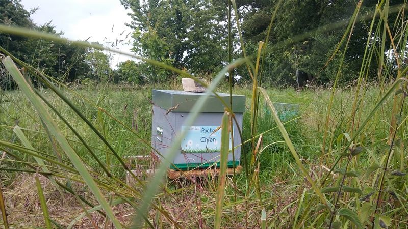 La ruche Chien