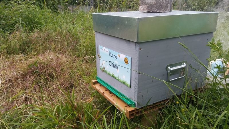 La ruche Chien