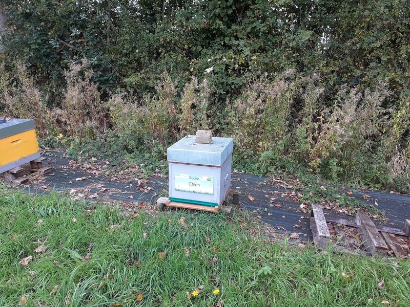 La ruche Chien