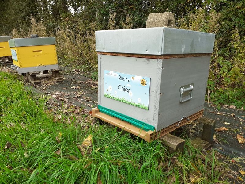 La ruche Chien