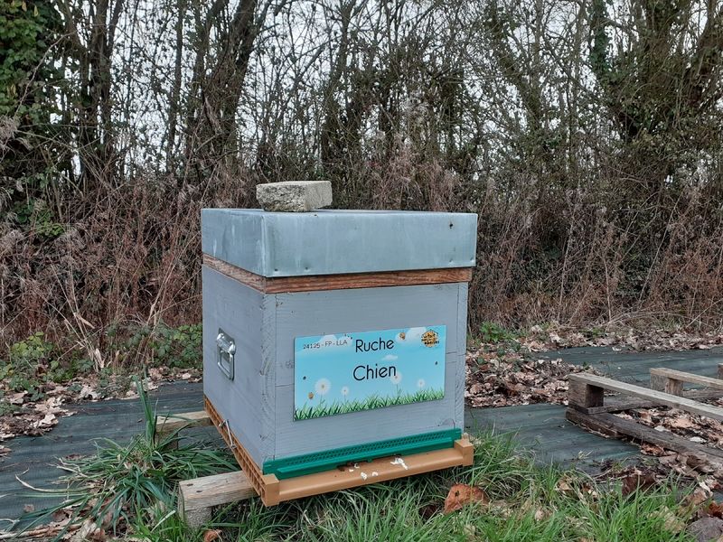 La ruche Chien