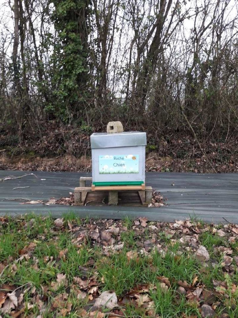La ruche Chien