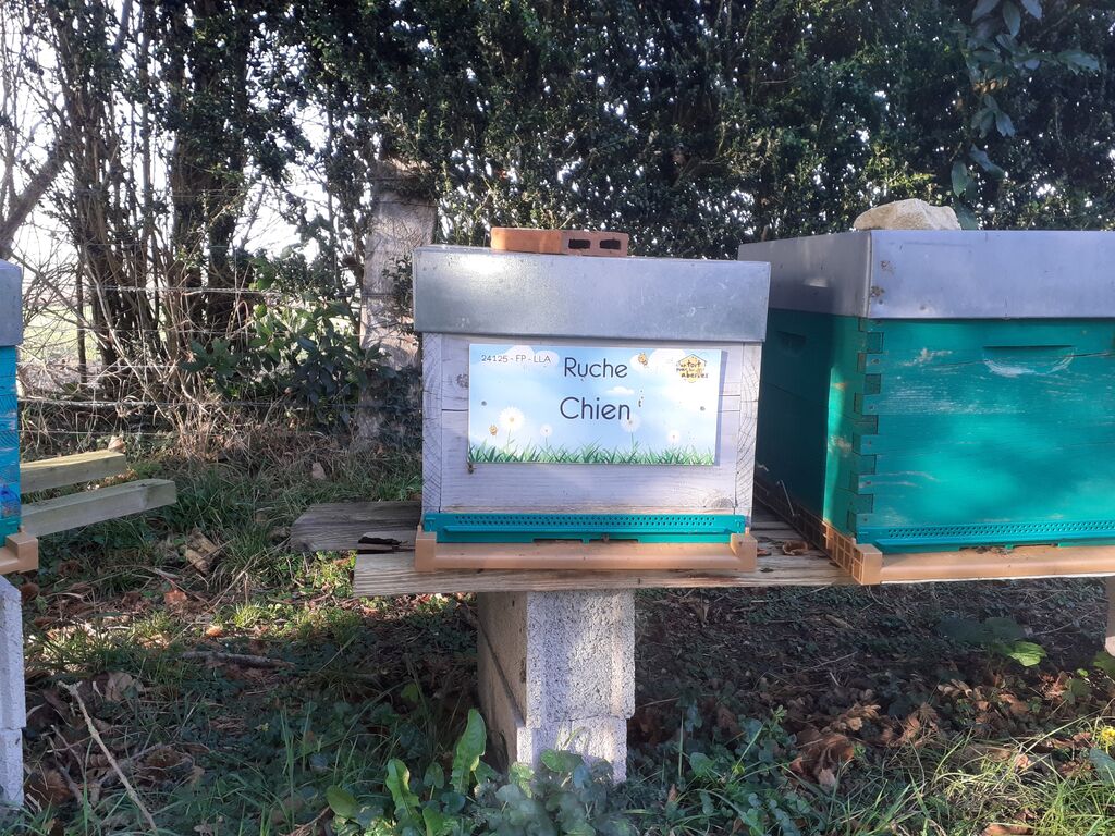 La ruche Chien