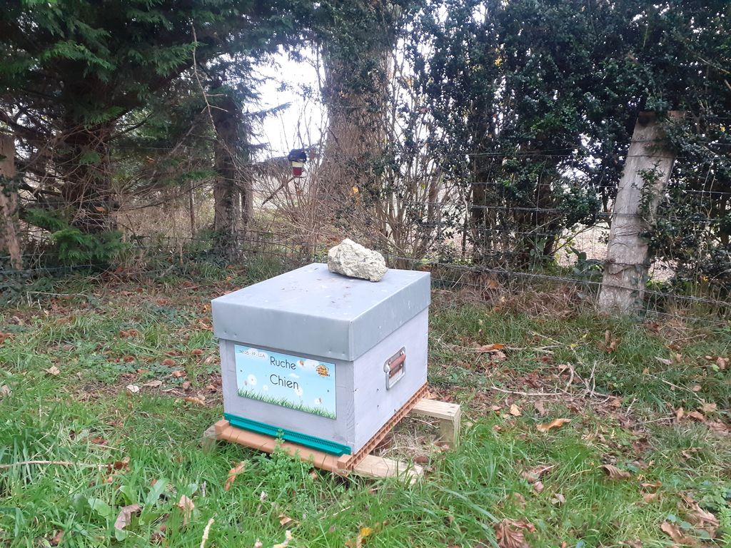 La ruche Chien