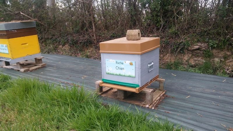 La ruche Chien