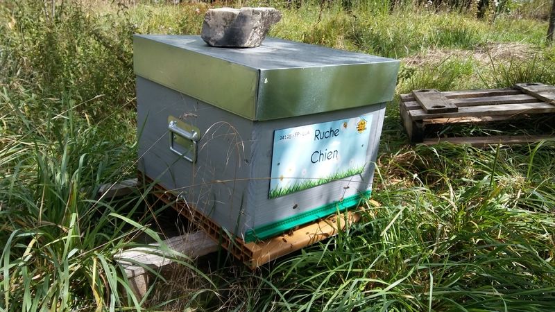 La ruche Chien