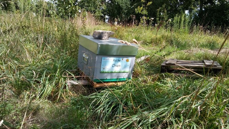 La ruche Chien
