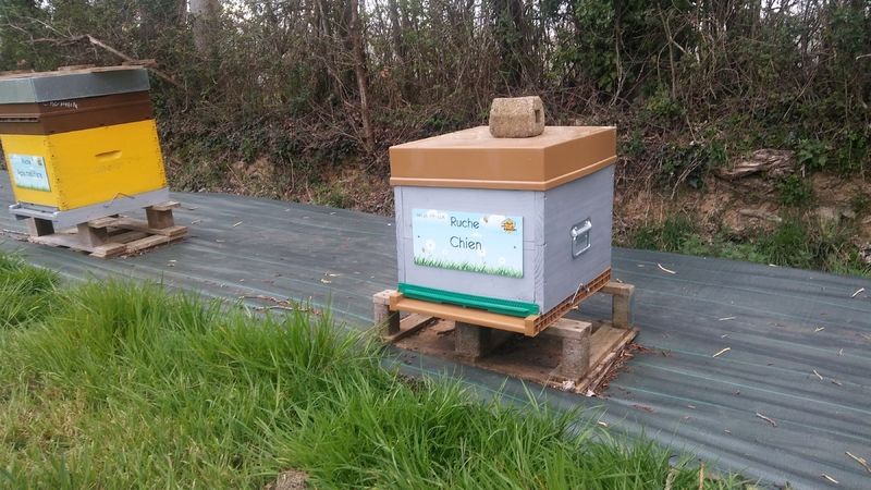 La ruche Chien