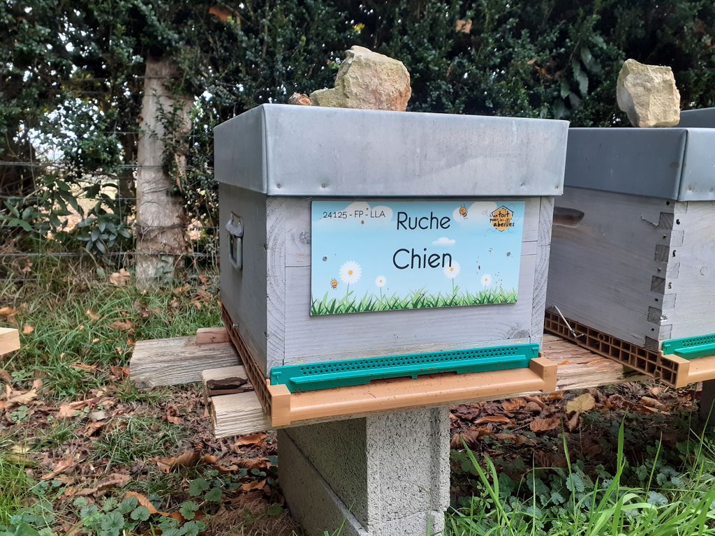 La ruche Chien