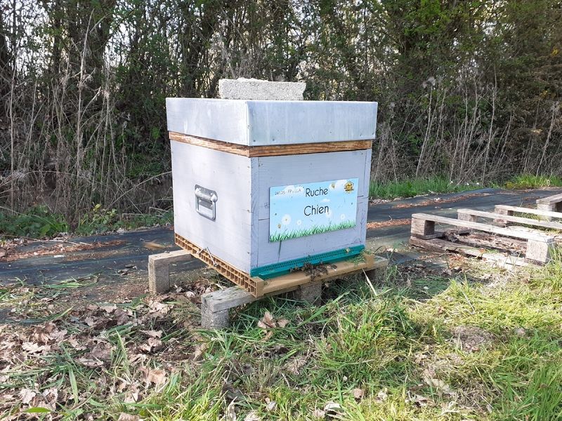 La ruche Chien