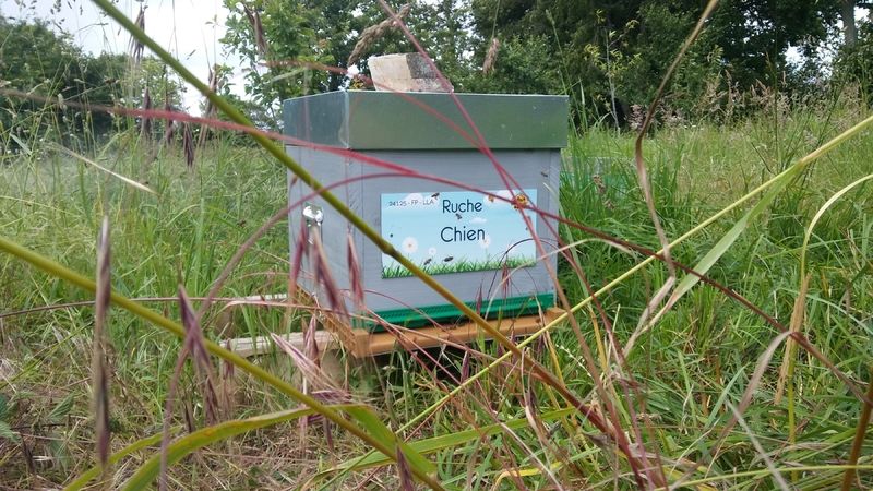 La ruche Chien