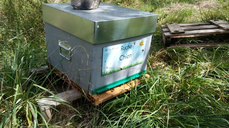 La ruche Chien