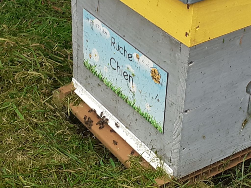 La ruche Chien
