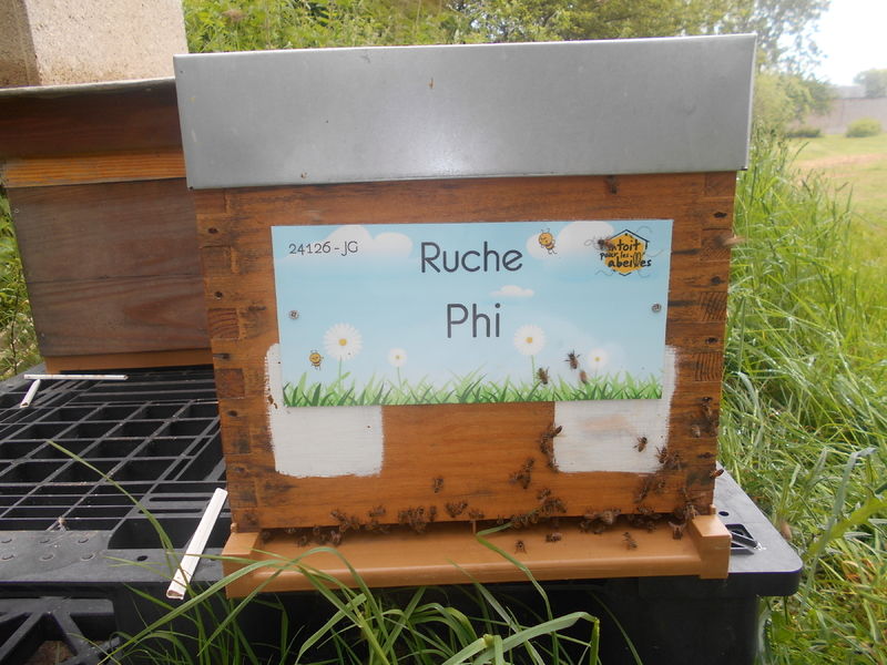La ruche
