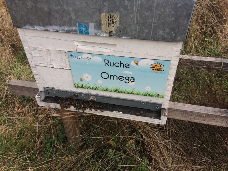 La ruche Omega