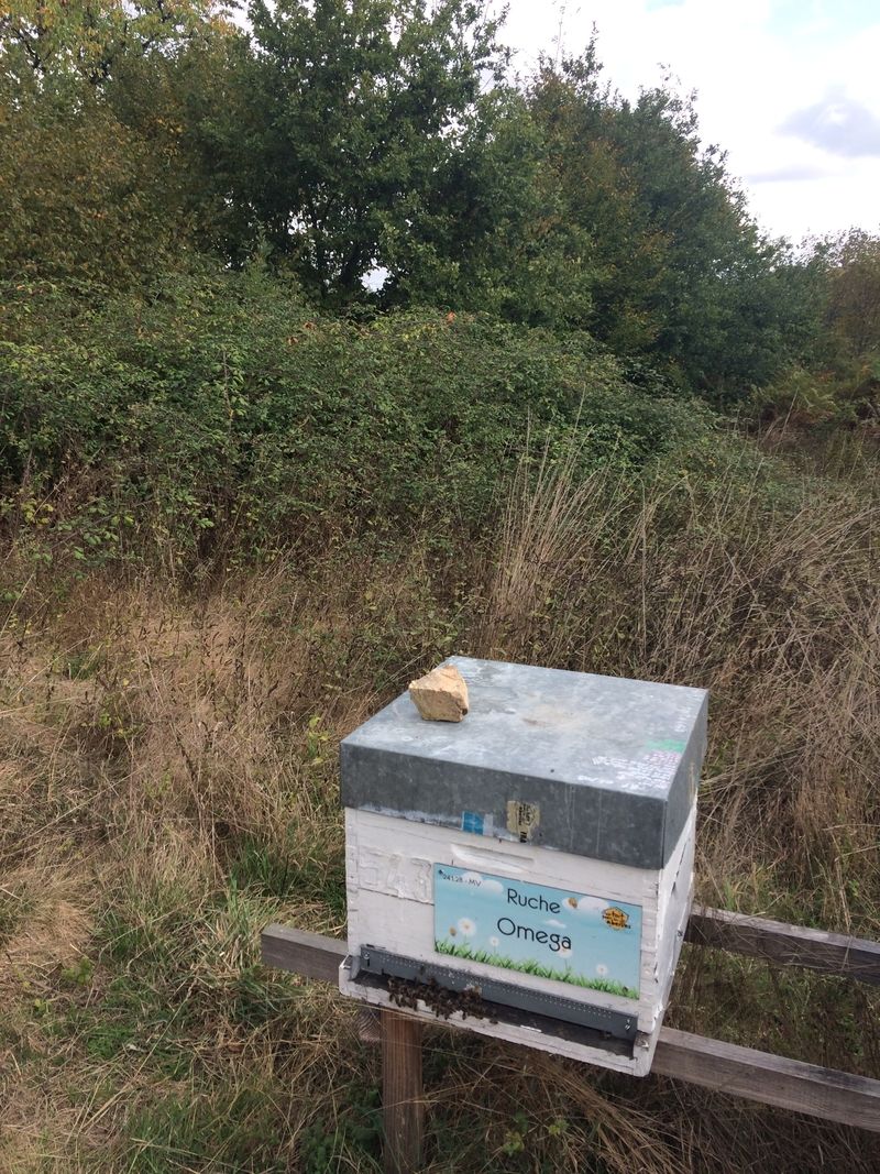 La ruche Omega