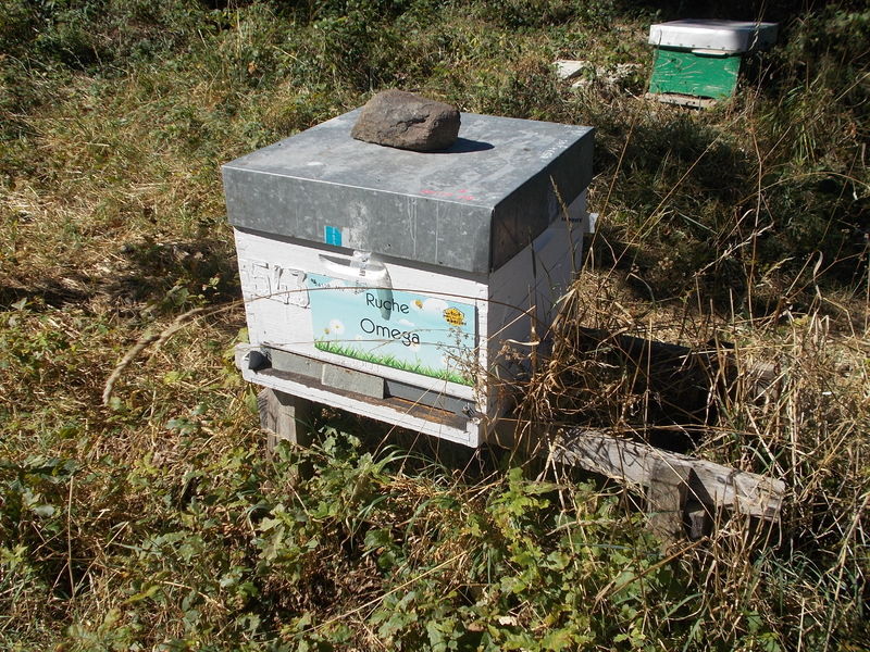La ruche Omega