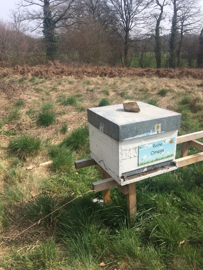 La ruche Omega