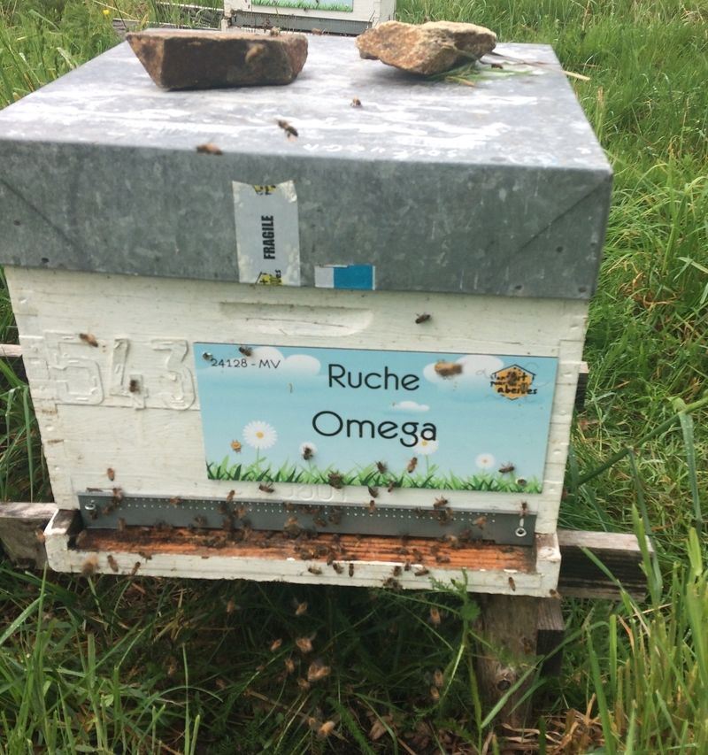 La ruche