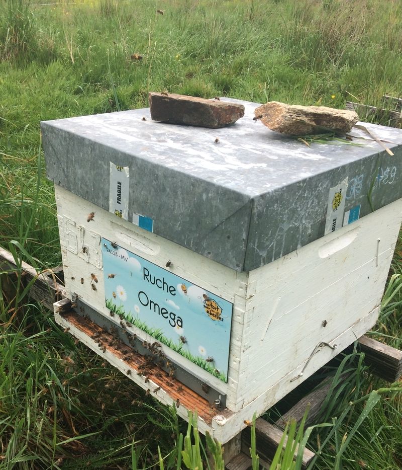 La ruche Omega
