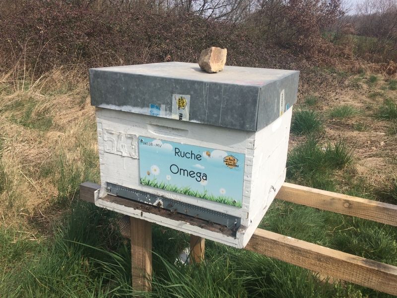 La ruche Omega