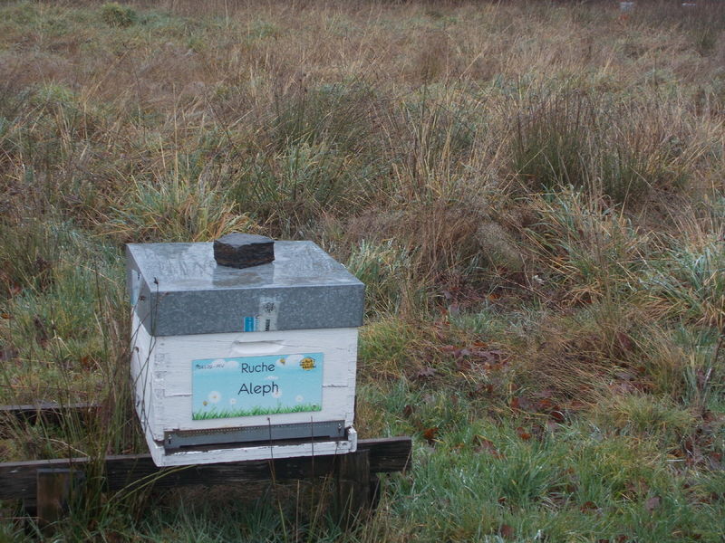 La ruche Aleph