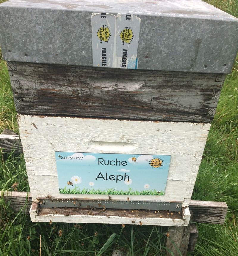 La ruche Aleph