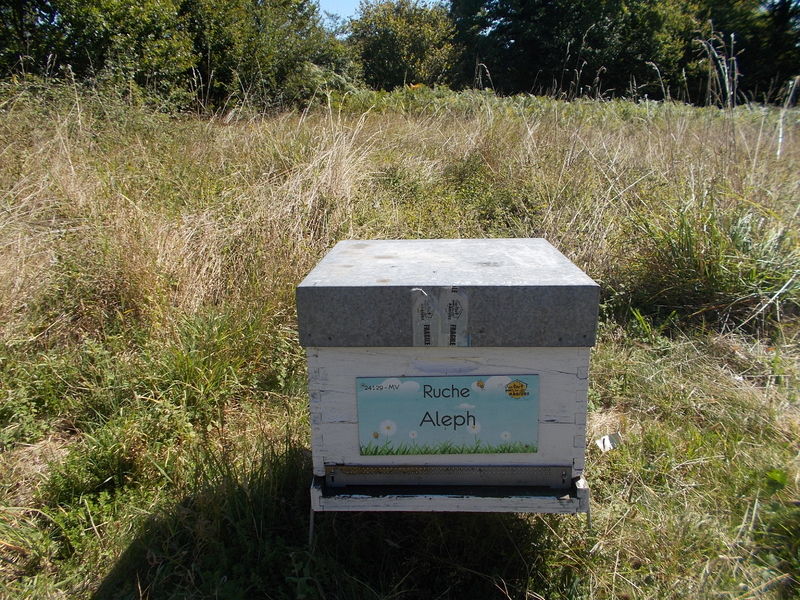 La ruche Aleph