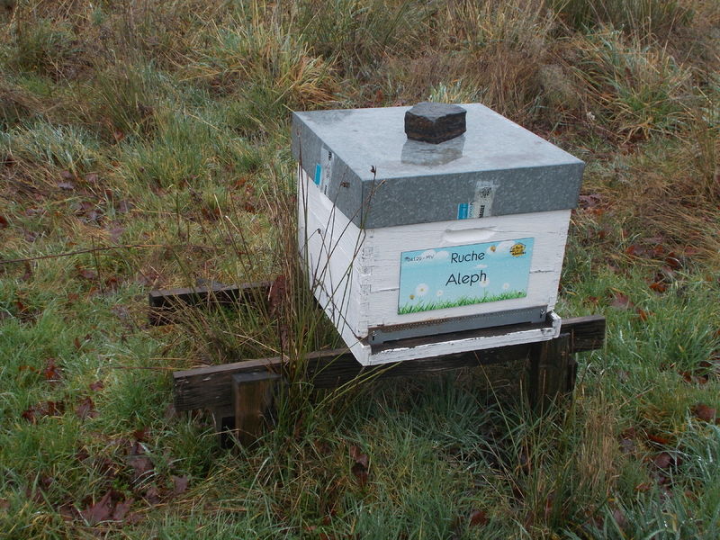 La ruche Aleph