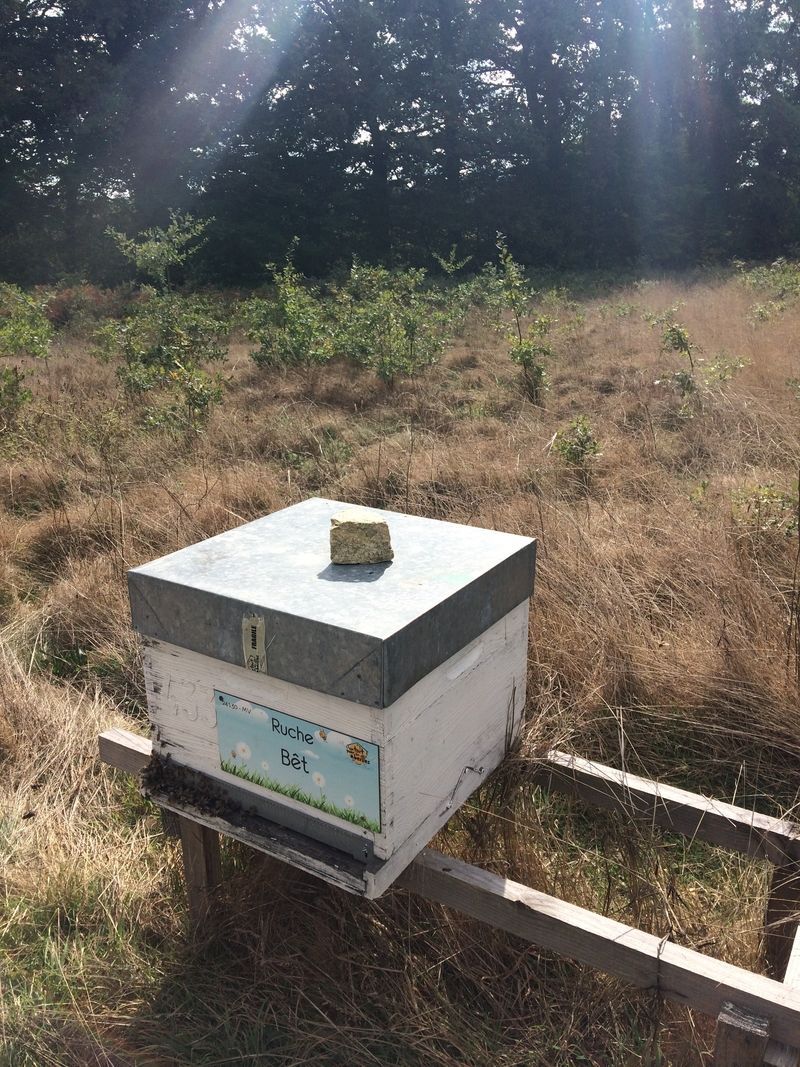 La ruche Bêt