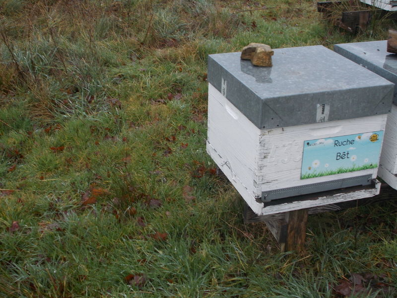 La ruche Bêt