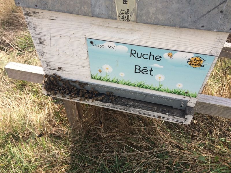 La ruche Bêt