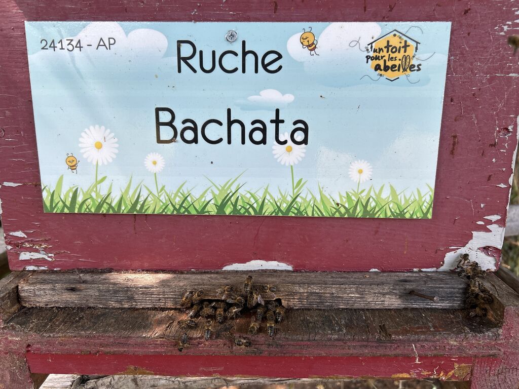 La ruche Bachata