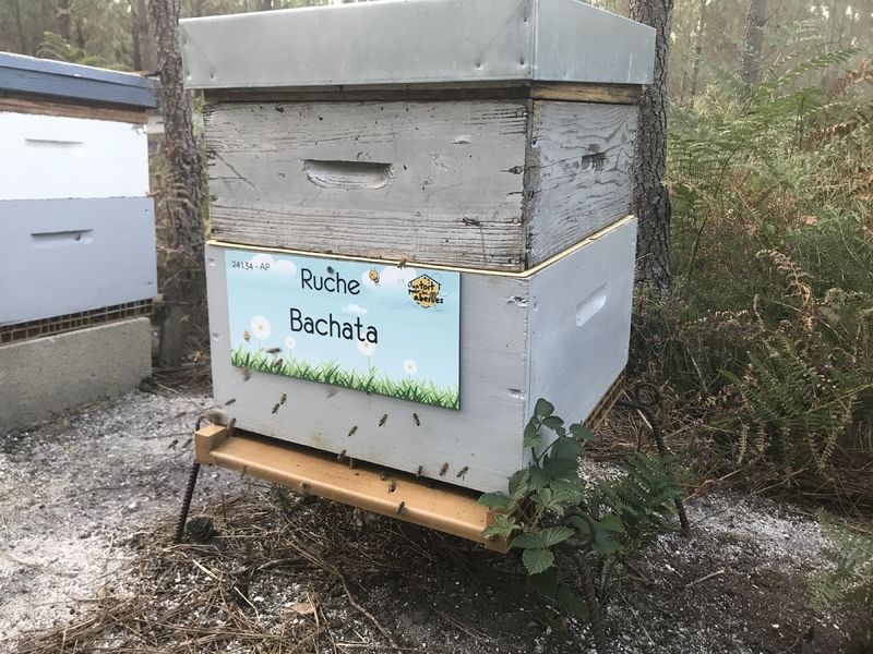 La ruche Bachata