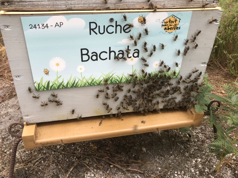 La ruche Bachata